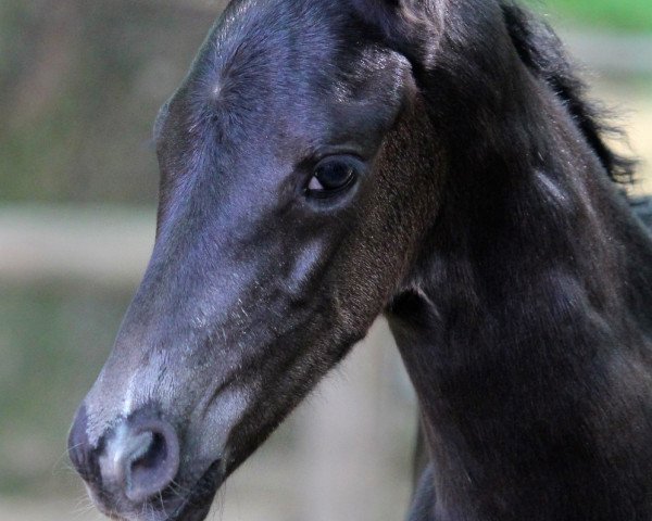 dressage horse Leonidas (Oldenburg, 2019, from Le Vivaldi)