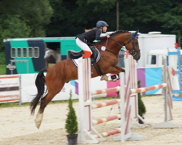 dressage horse Tornado 329 (German Riding Pony, 2009, from Trefedw Cymro 59883)