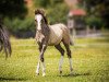 dressage horse Golden Gatsby AW (German Riding Pony, 2017, from Golden West NRW)