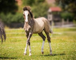 Dressurpferd Golden Gatsby AW (Deutsches Reitpony, 2017, von Golden West NRW)