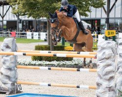 Springpferd Melker Af Herred (Schwedisches Warmblut, 2007, von Maloubet de Pleville)