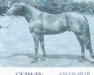stallion Cervin AA (Anglo-Arabs, 1947, from Lotus VIII 1928 AA)