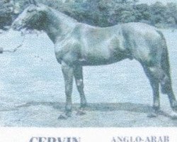 Deckhengst Cervin AA (Anglo-Araber, 1947, von Lotus VIII 1928 AA)