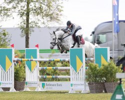 jumper Corax S (Hanoverian, 2011, from Chacco-Blue)