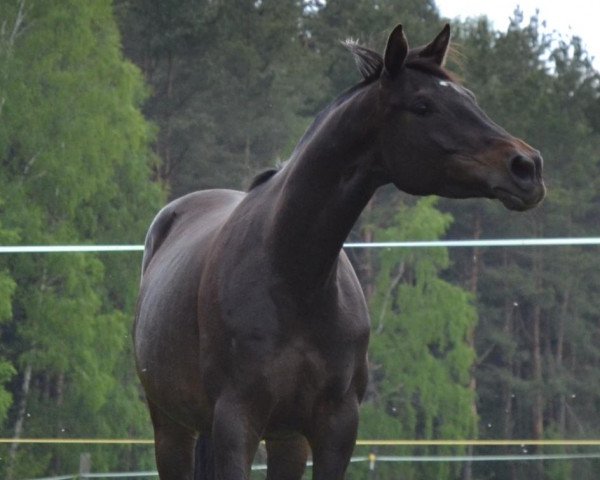 Zuchtstute Ostländerin (Trakehner, 2012, von Donauklang)