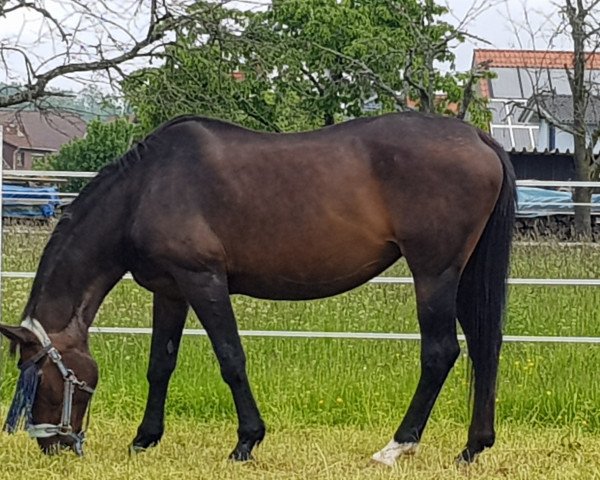 broodmare Classic Dream (Hessian Warmblood, 1992, from Corelli)