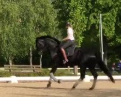 dressage horse Lord Lou 3 (Bavarian, 2013, from Lord Leopold 7)