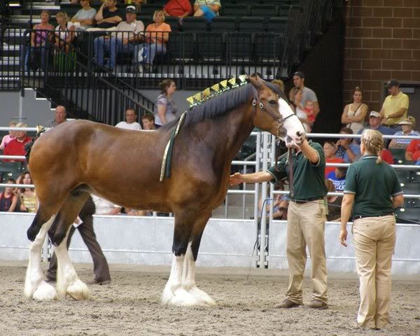 Zuchtstute Barbrook Cricket (Clydesdale, 1999, von Rock Haven Argyll Duncan)