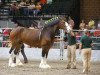 Zuchtstute Barbrook Cricket (Clydesdale, 1999, von Rock Haven Argyll Duncan)