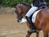 dressage horse Bailando 40 (German Riding Pony, 2010, from Best Boy)