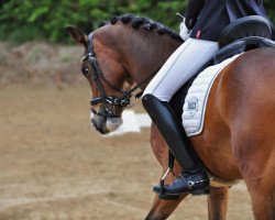 dressage horse Bailando 40 (German Riding Pony, 2010, from Best Boy)