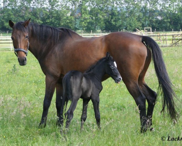 broodmare Kira (Senner horse,  )