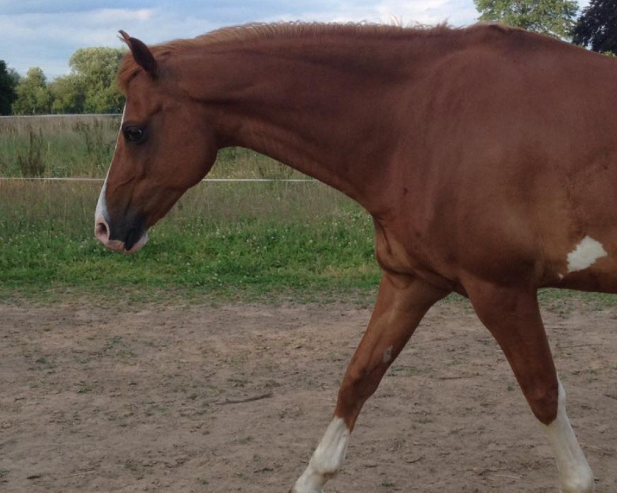 jumper Prinz Farbenfroh (German Riding Pony, 2002, from Principal Boy)