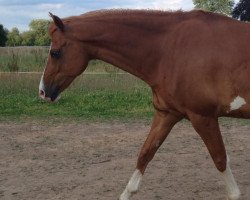 jumper Prinz Farbenfroh (German Riding Pony, 2002, from Principal Boy)