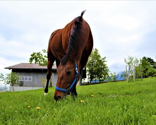 Pferd Libelle F 2 (Hessisches Warmblut, 2001, von Lord Lido)