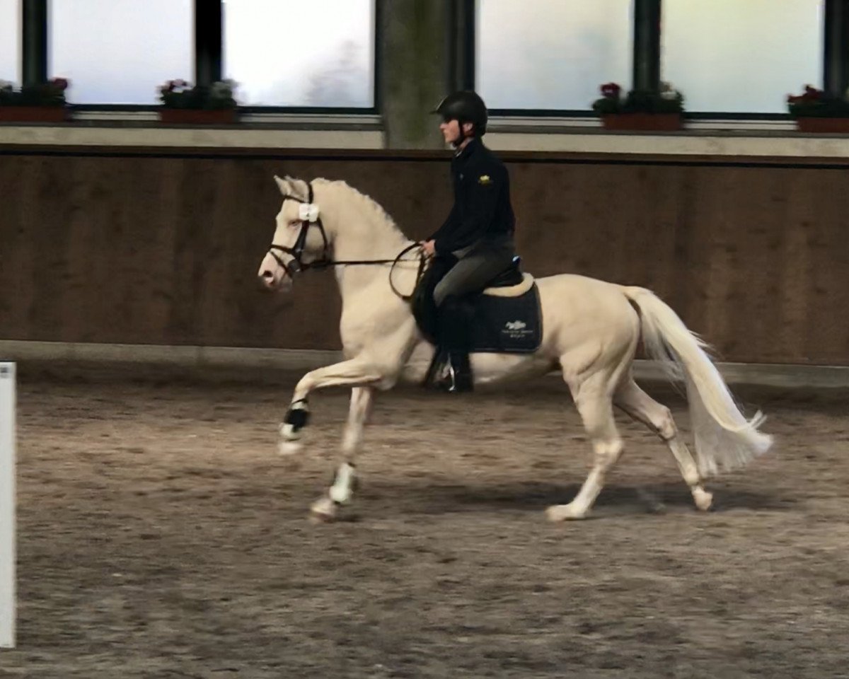 stallion Charmeur (German Riding Pony, 2011, from FS Champion de Luxe)