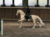 stallion Charmeur (German Riding Pony, 2011, from FS Champion de Luxe)