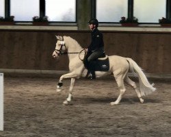 Deckhengst Charmeur (Deutsches Reitpony, 2011, von FS Champion de Luxe)