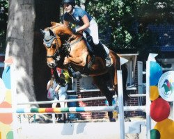 jumper Quinci 10 (Hanoverian, 2009, from FRH Quaid)