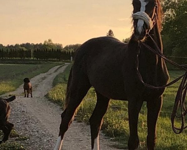 Pferd Cascadoo Star (Hannoveraner, 2018, von Compliment)