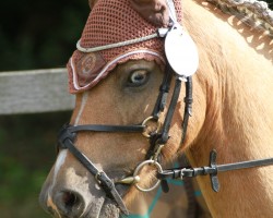 dressage horse Chicco (Westfale, 2001)