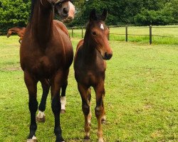 horse Luana‘s Liberty (Westphalian, 2019, from Lassar)