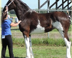 broodmare Banga's Reba (Clydesdale, 2013, from Forwood's Rebel Lad)