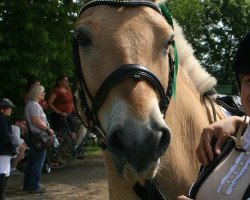 horse Kimi 15 (Fjord Horse, 2002, from Kvest Halsnæs)