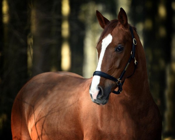 broodmare Donnety (Württemberger, 2010, from Don Diamond)
