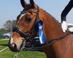 dressage horse Baldomero 2 (Holsteiner, 2010, from Boritas)