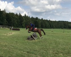 broodmare Daily Dream (German Riding Pony, 2012, from Dancing Dynamic)