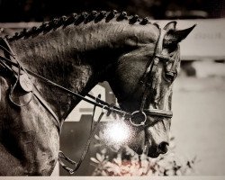 dressage horse Biscaya 59 (Hanoverian, 2011, from Belstaff)