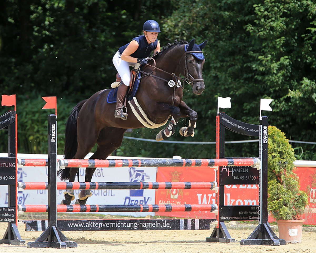 jumper Scarlet 141 (Hanoverian, 2011, from St. Moritz Junior)
