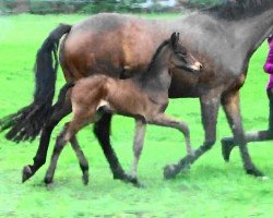 horse Violina (Oldenburger, 2019, from Goldball)