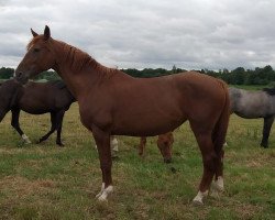 broodmare Celine S. (Hanoverian, 2006, from Coupe de Coeur 2)