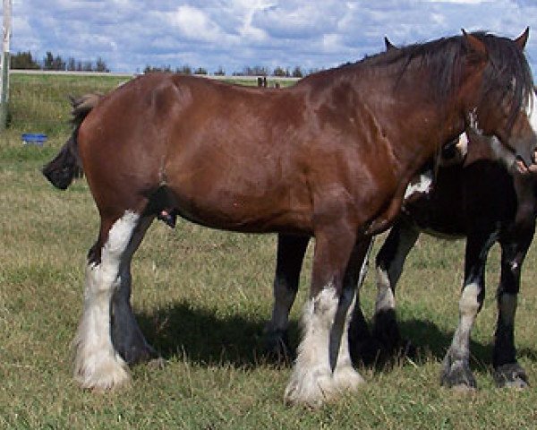 stallion Hatfield Deluxe (Clydesdale, 2002, from Live Oak Omega)