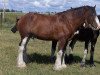 stallion Hatfield Deluxe (Clydesdale, 2002, from Live Oak Omega)