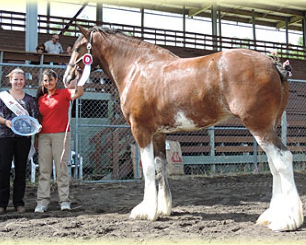 Zuchtstute Banga's Keeva (Clydesdale, 2010, von Hatfield Deluxe)