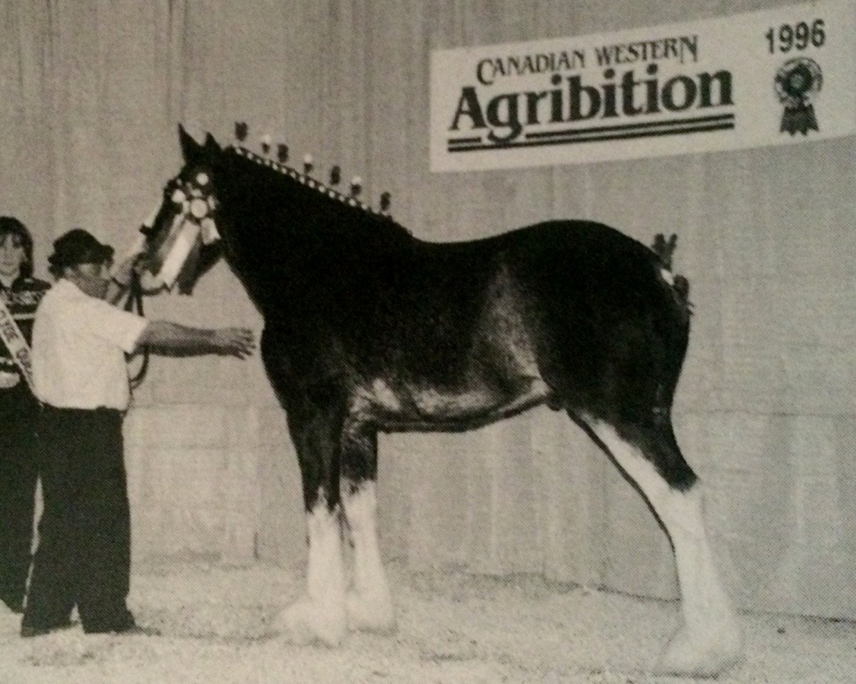 Deckhengst Banga's Nineties Pride (Clydesdale, 1994, von N.D.F. Buster)