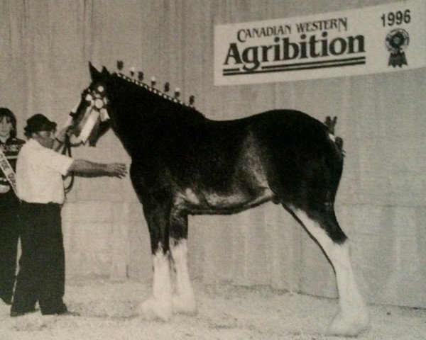 stallion Banga's Nineties Pride (Clydesdale, 1994, from N.D.F. Buster)