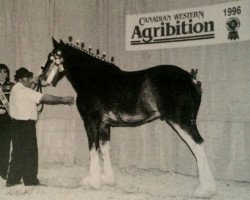 stallion Banga's Nineties Pride (Clydesdale, 1994, from N.D.F. Buster)