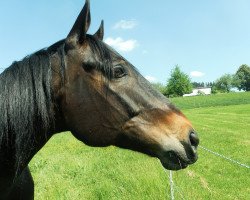 Pferd Galileo (Trakehner, 2006, von Heraldik xx)