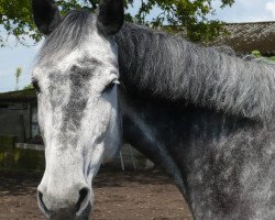 Zuchtstute Cara del Grey (Holsteiner, 2011, von Cachas)