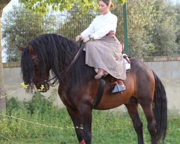 horse BANDOLERO (Pura Raza Espanola (PRE), 2006)