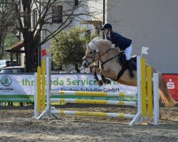 dressage horse Silvano (Fjord Horse, 2009, from Sandro)