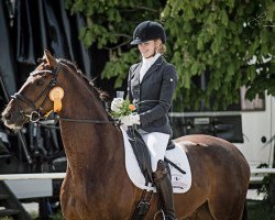 dressage horse Humphrey 64 (Hanoverian, 2012, from Hochadel)