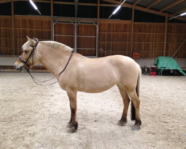 horse Ileen (Fjord Horse, 2004, from Illiano)