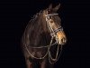 dressage horse Debbie Lu (German Riding Pony, 2008, from Nogger Lu)