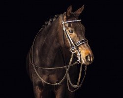 dressage horse Debbie Lu (German Riding Pony, 2008, from Nogger Lu)