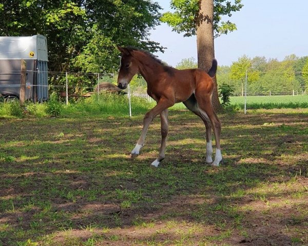 Springpferd Cashmeres Coramia (Westfale, 2019, von Cashmere)